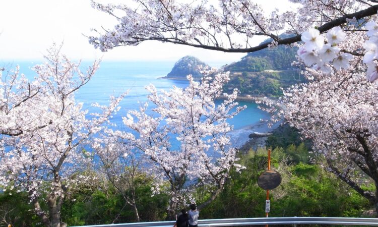 五条の千本桜