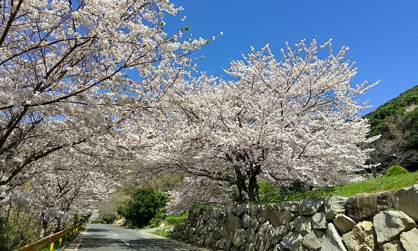 春の足音にあわせて「桜めぐりマップ2026」が発行されました