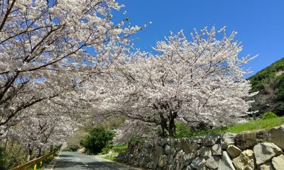 春の足音にあわせて「桜めぐりマップ2026」が発行されました