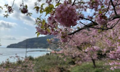 小積の河津桜
