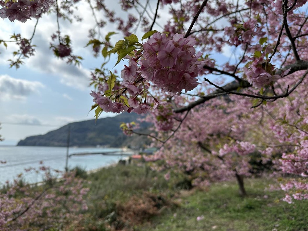 小積の河津桜