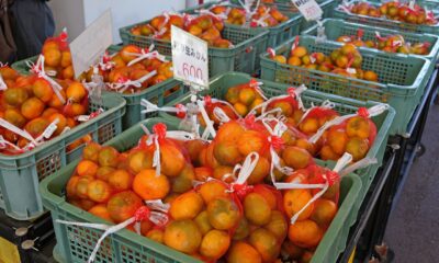 周防大島のお土産はやっぱり美味しい「みかん」で決まり！