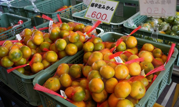 周防大島のお土産はやっぱり美味しい「みかん」で決まり！