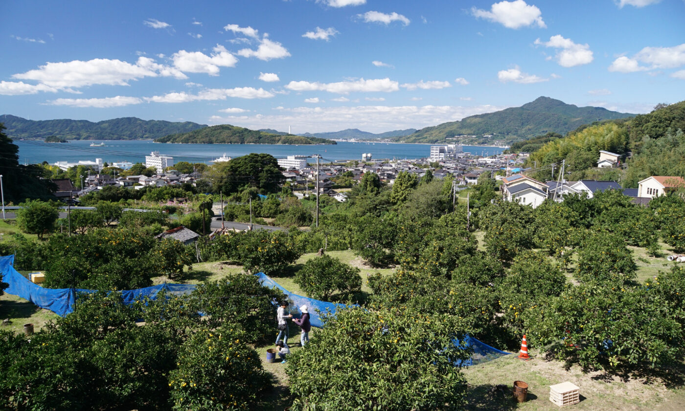 若林みかん園