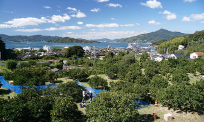 若林みかん園