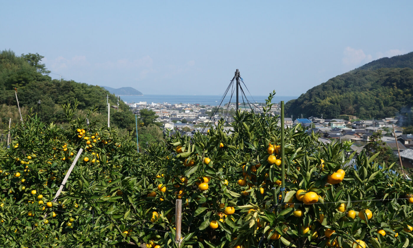 岸田みかん園