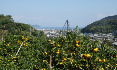 岸田みかん園