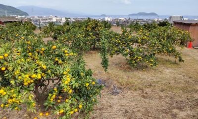 佐々木みかん園
