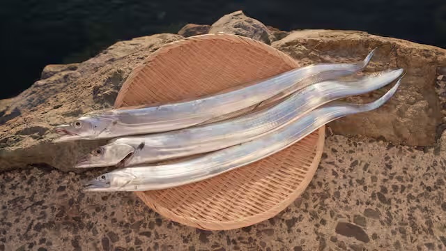 1/27(火)放送のNHK-BS「釣りびと万歳」はレイザーラモンRGさんが周防大島沖で巨大タチウオに挑みます!