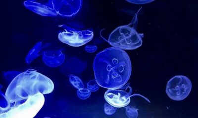 なぎさ水族館