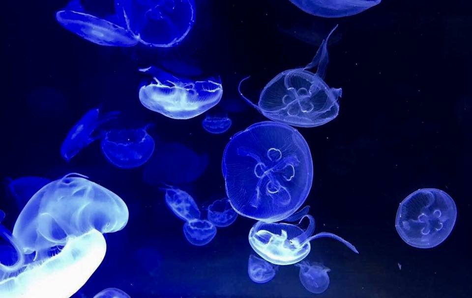 なぎさ水族館