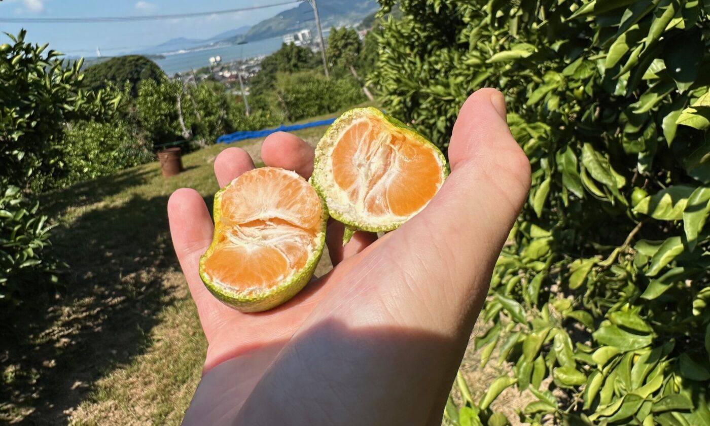 若林みかん園