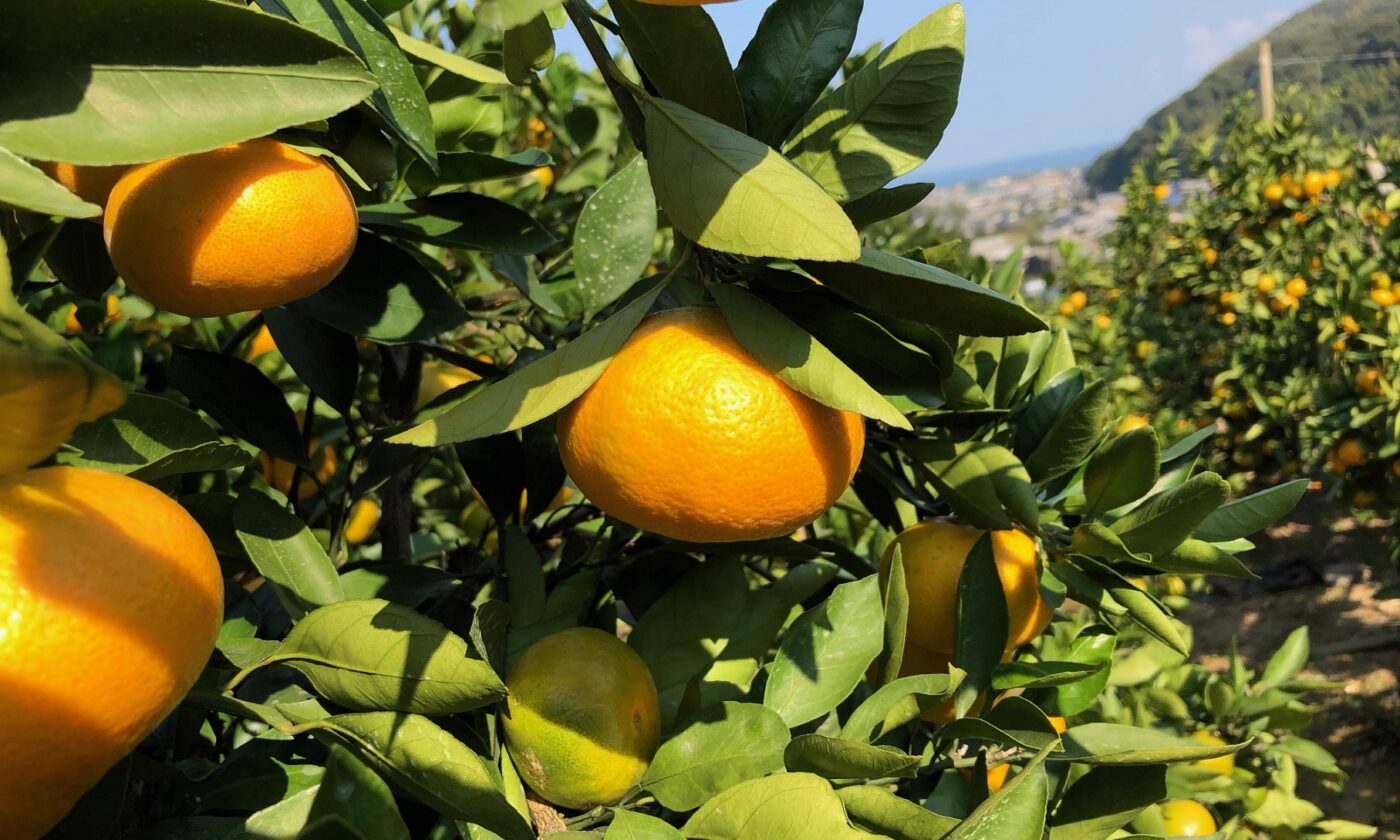 佐々木みかん園