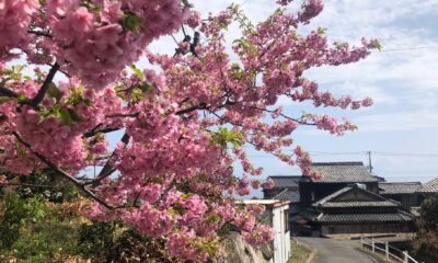 春の足音にあわせて「桜めぐりマップ2026」が発行されました