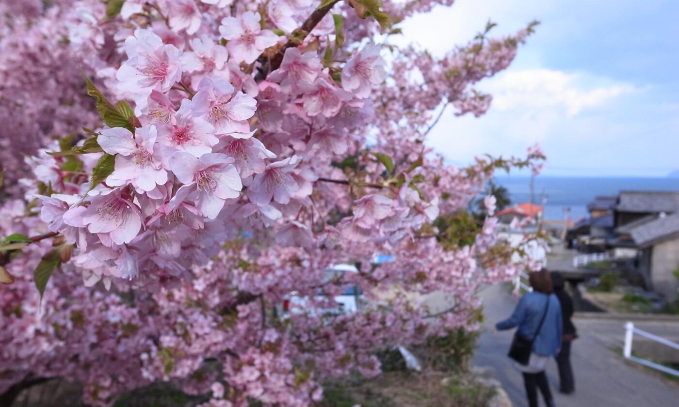 小積の河津桜