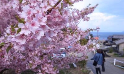 小積の河津桜