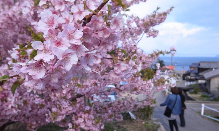 小積の河津桜