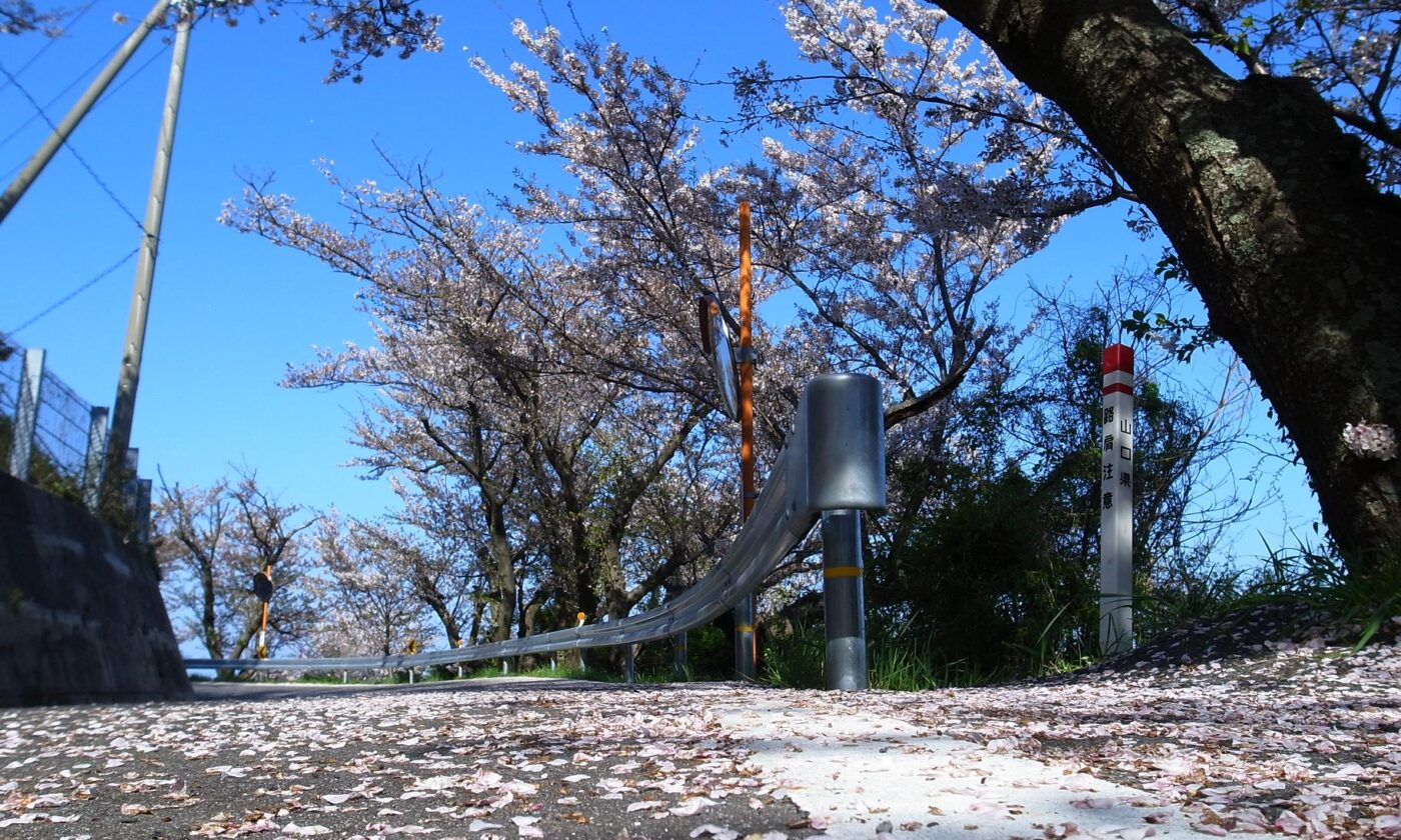 五条の千本桜