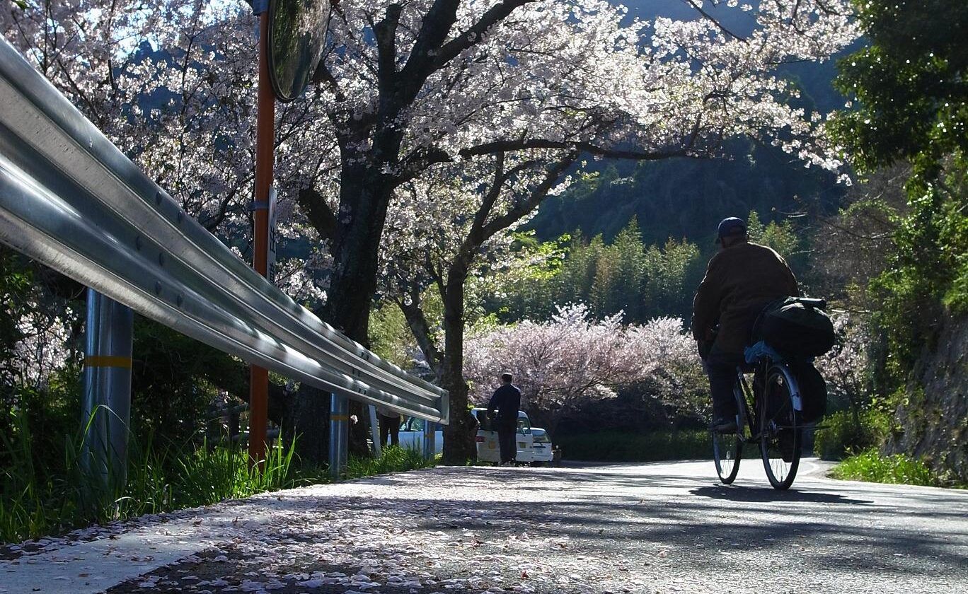 五条の千本桜