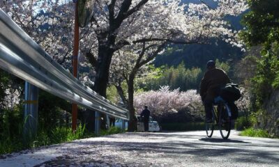 五条の千本桜