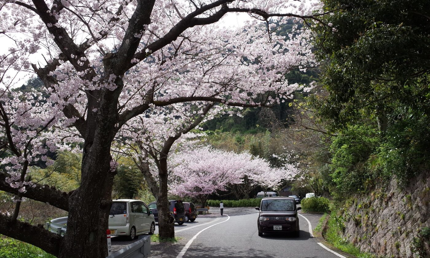 五条の千本桜