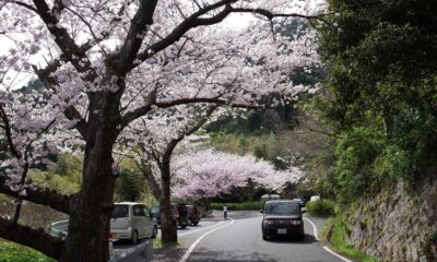 五条の千本桜