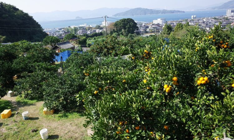 若林みかん園