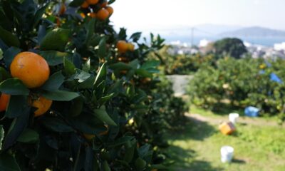 若林みかん園