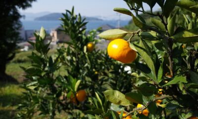 川元みかん園