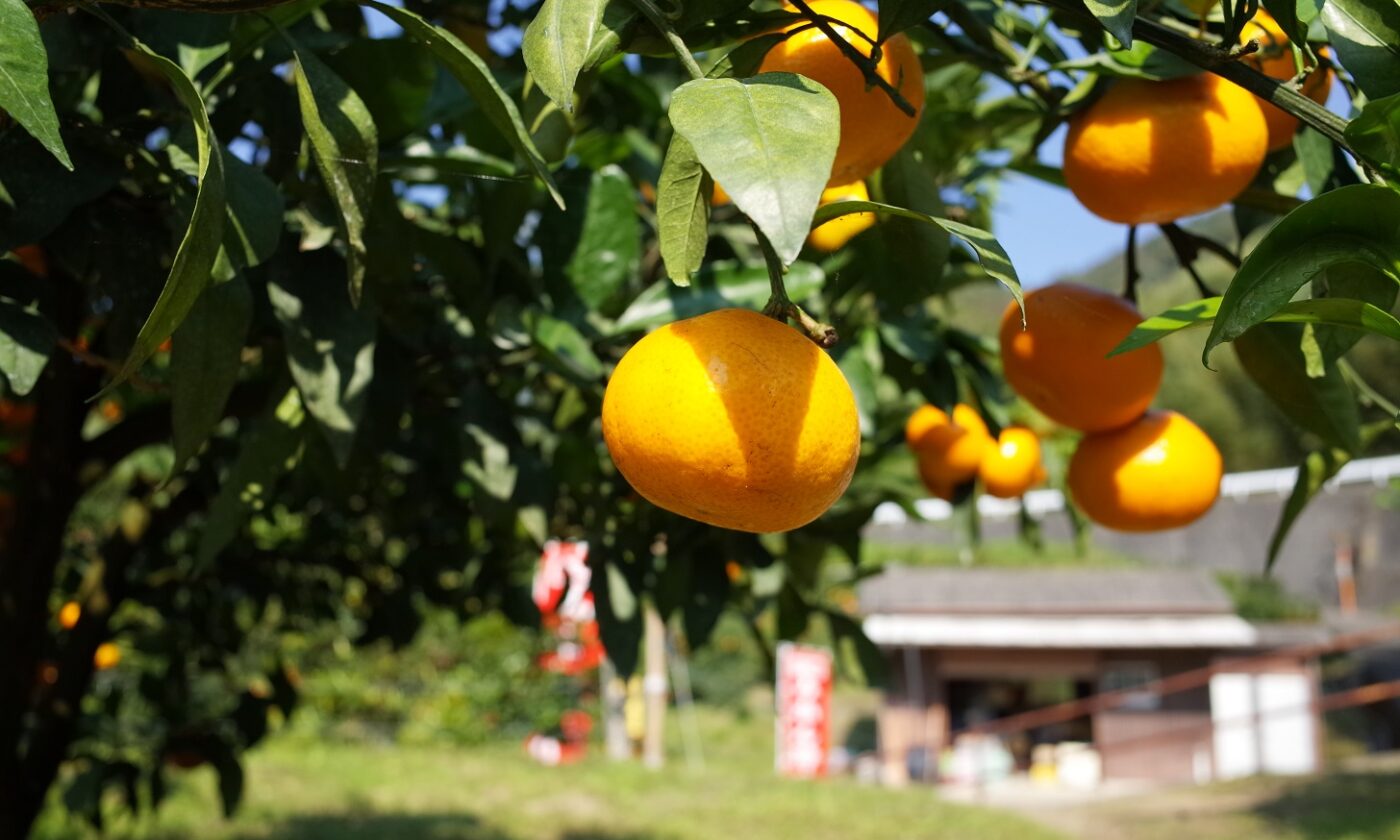 みかん狩りのお土産に「直販みかん」をお買い求めください