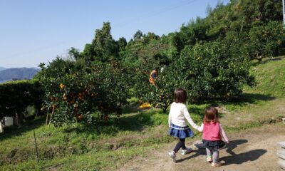 川元みかん園