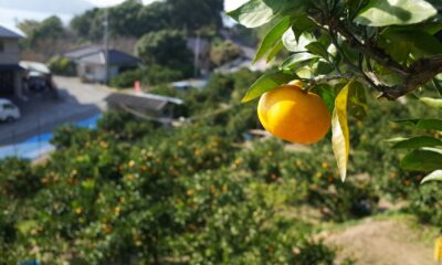 松田みかん園