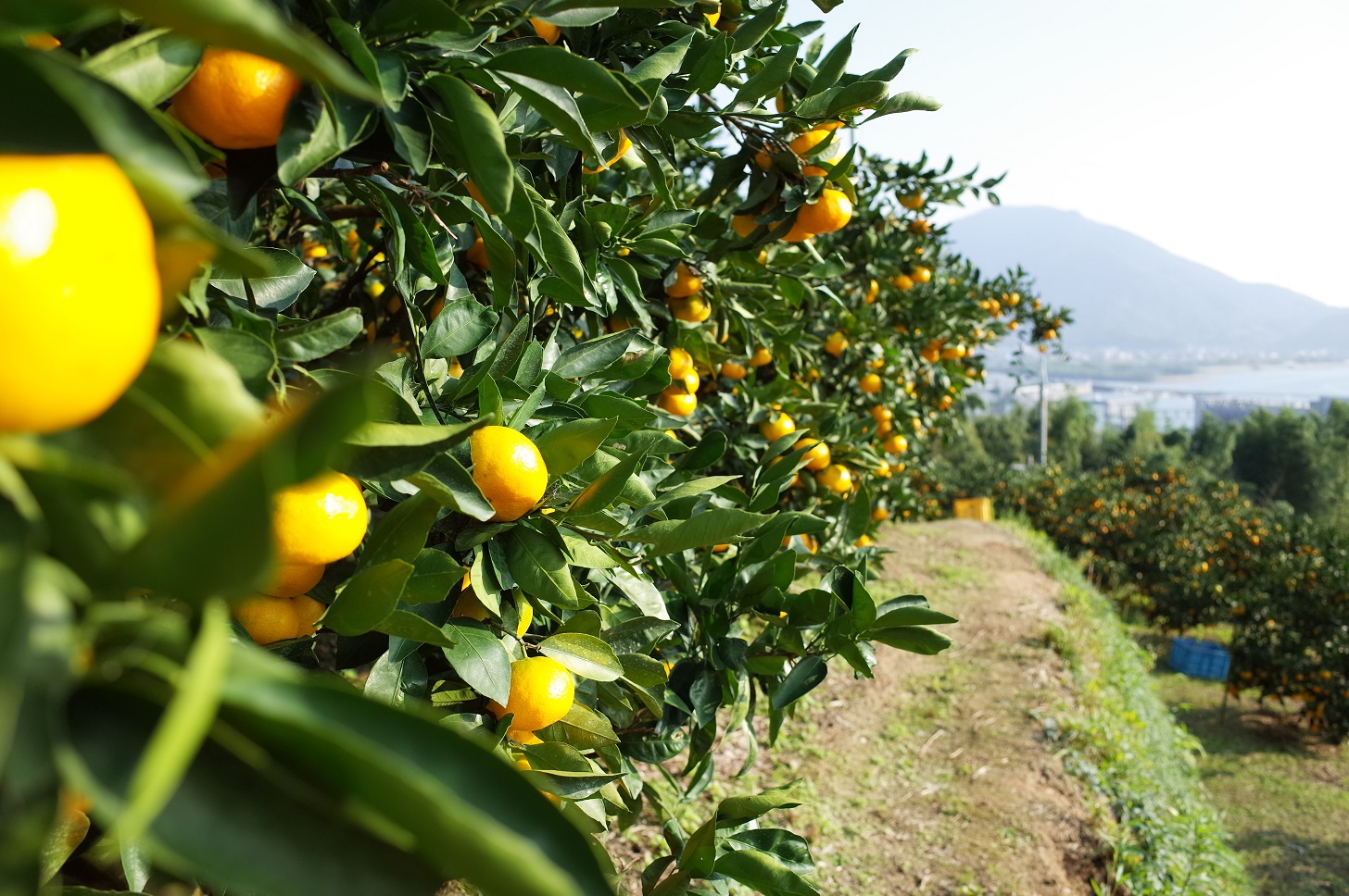 スポット | せとうちやまぐち周防大島［周防大島観光協会］