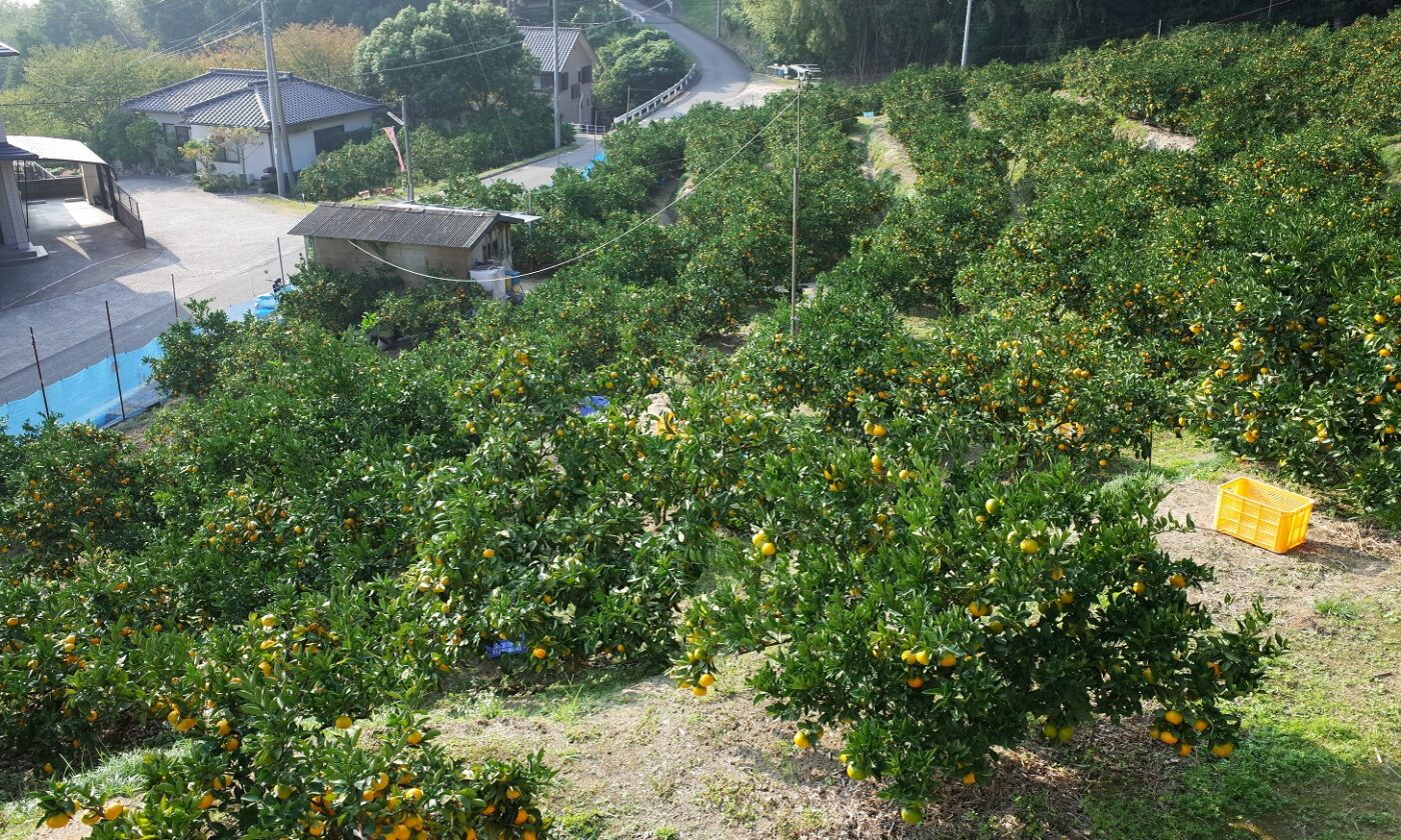 松田みかん園