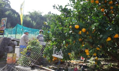 岸田みかん園