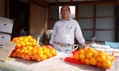 10/29（水）放送のKBC九州朝日放送「アサデス。7」は周防大島の佐々木みかん園から生中継！