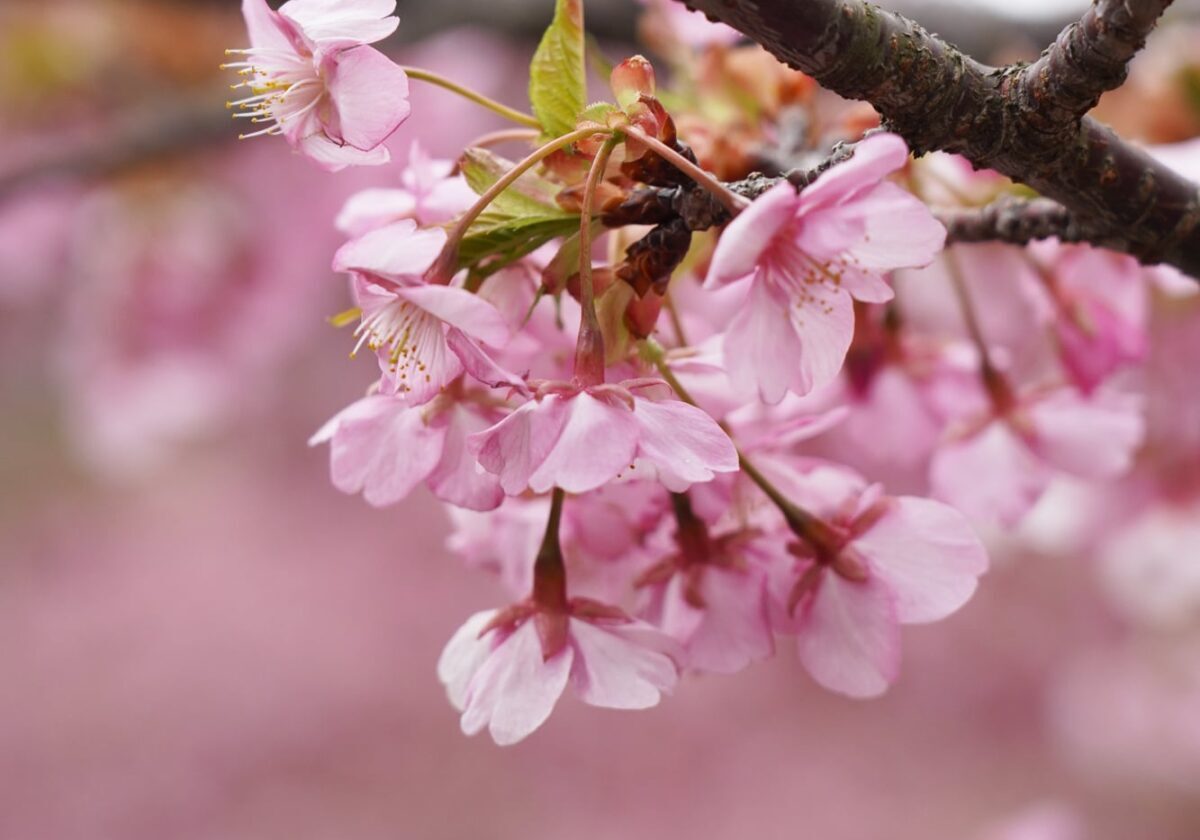 小積の河津桜