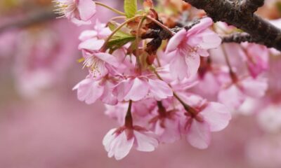小積の河津桜