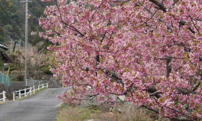 小積の河津桜