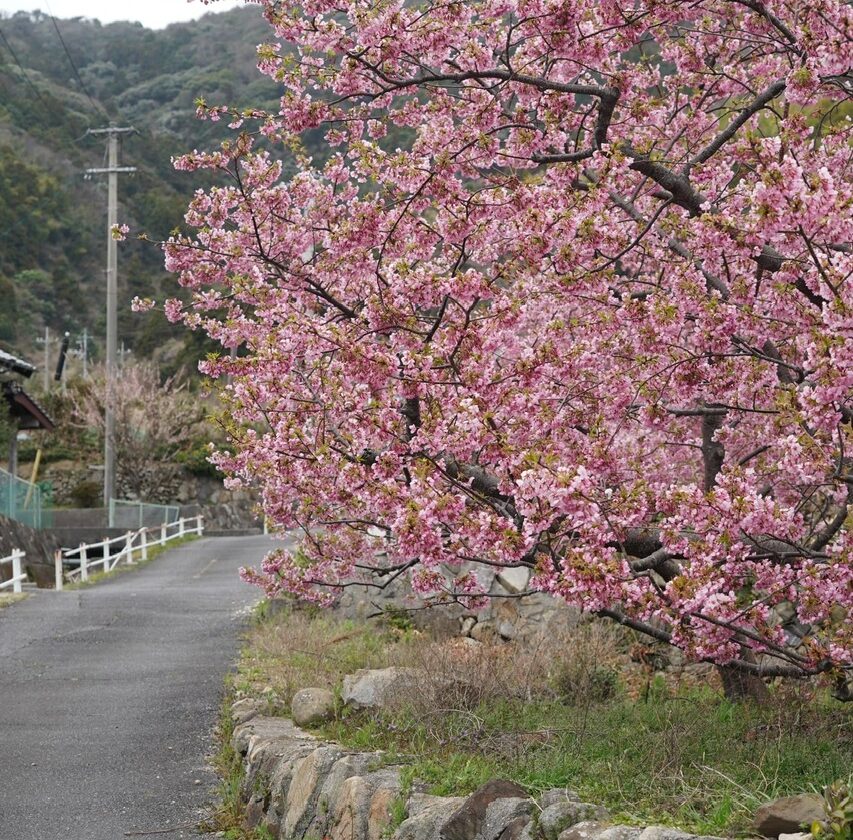 小積の河津桜