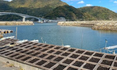 沖家室ひじき