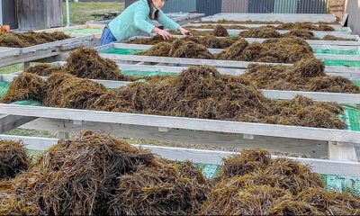 沖家室ひじき