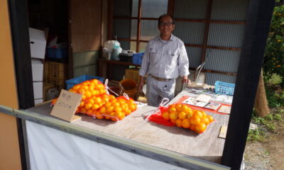 みかん狩りのお土産に「直販みかん」をお買い求めください