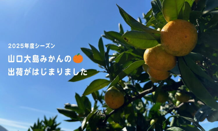 9/24（水）より「山口大島みかん」の出荷がはじまりました！