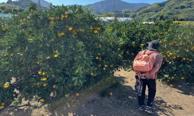 いよいよ周防大島の「みかん狩り」が 最盛期を迎えます！