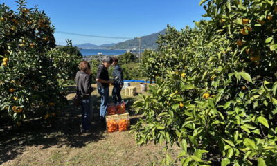 いよいよ周防大島の「みかん狩り」が 最盛期を迎えます！