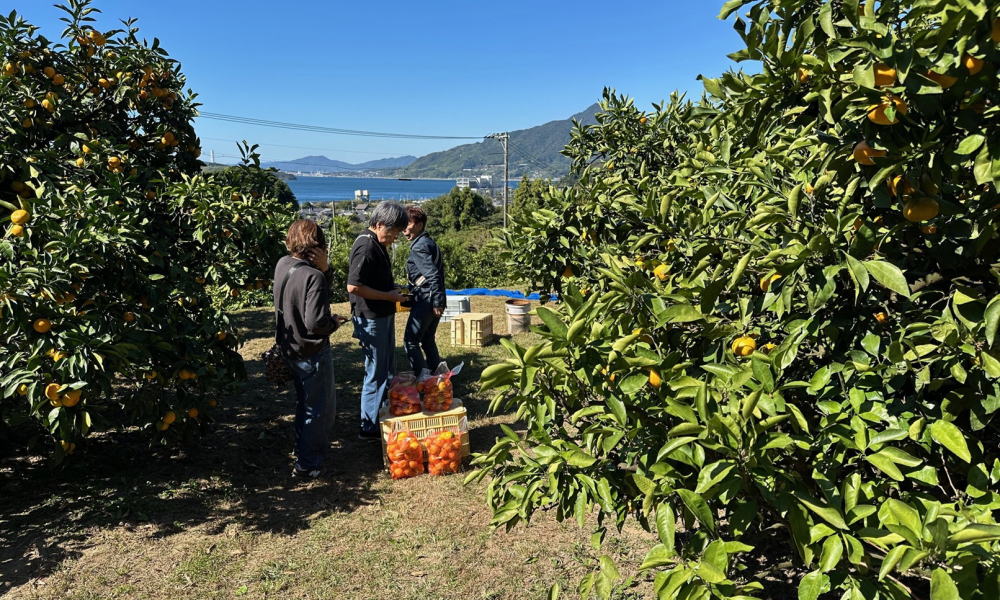 いよいよ周防大島の「みかん狩り」が 最盛期を迎えます！