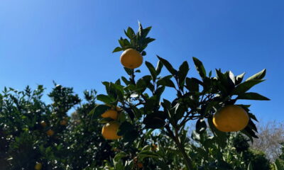 周防大島の「みかん狩り」は12月中旬まで