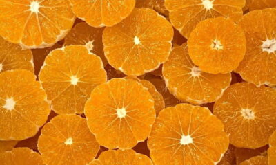 周防大島の「みかん狩り」は12月中旬まで