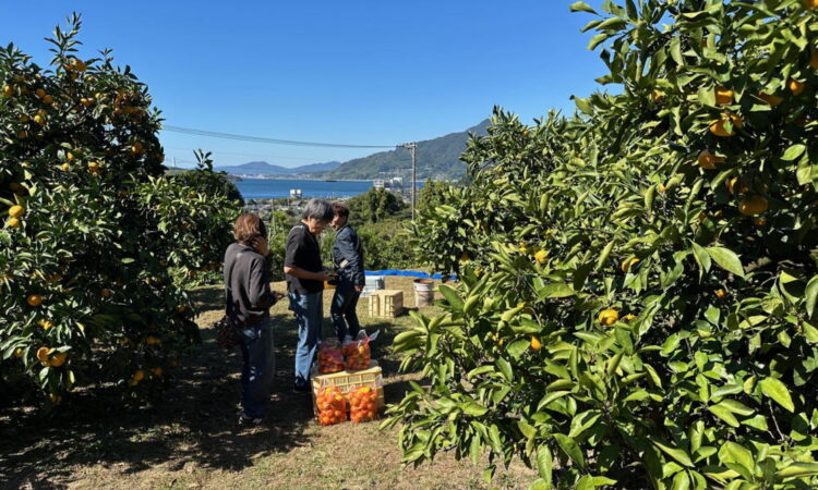 周防大島の「みかん狩り」は12月中旬まで